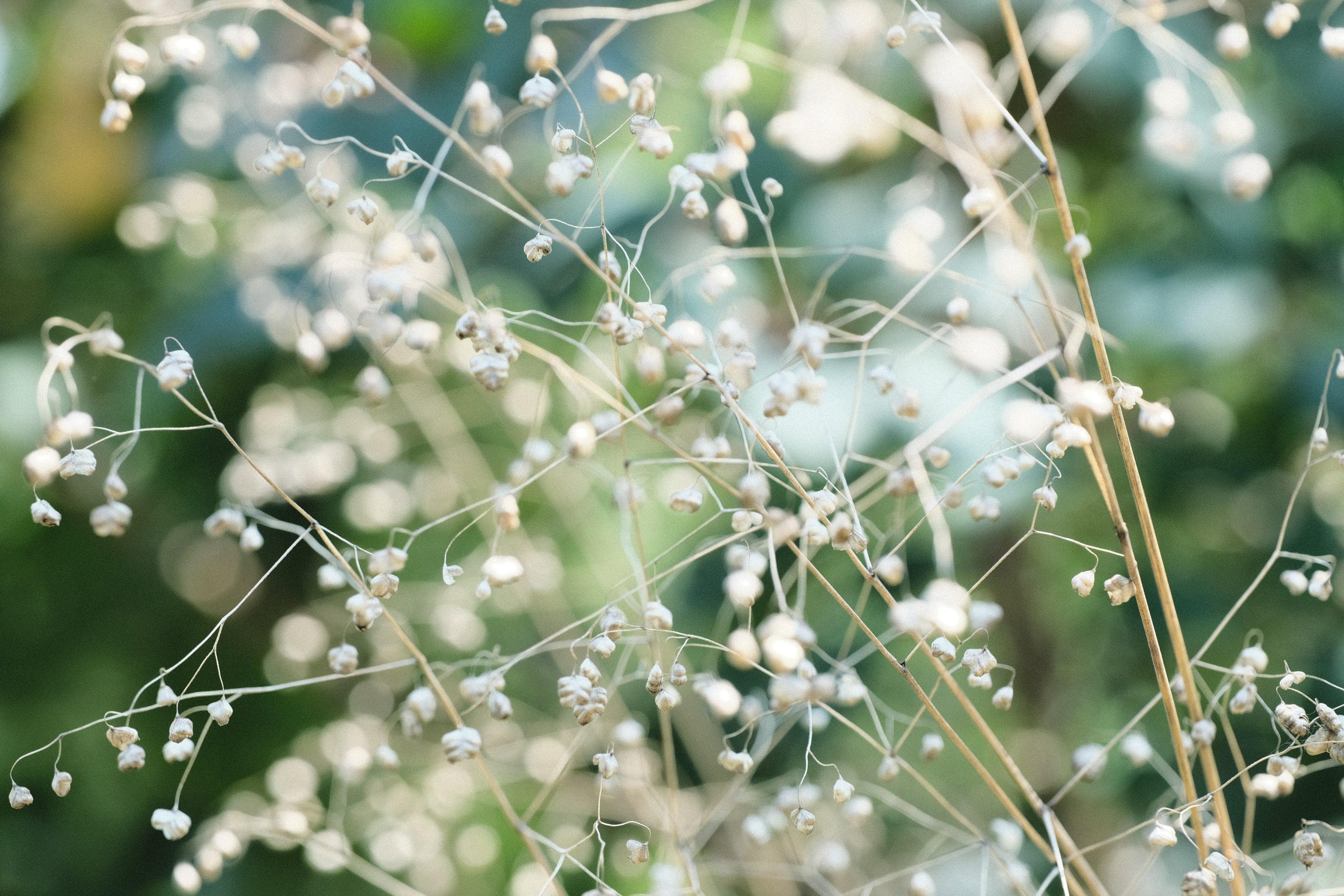 Plant Family: Poaceae