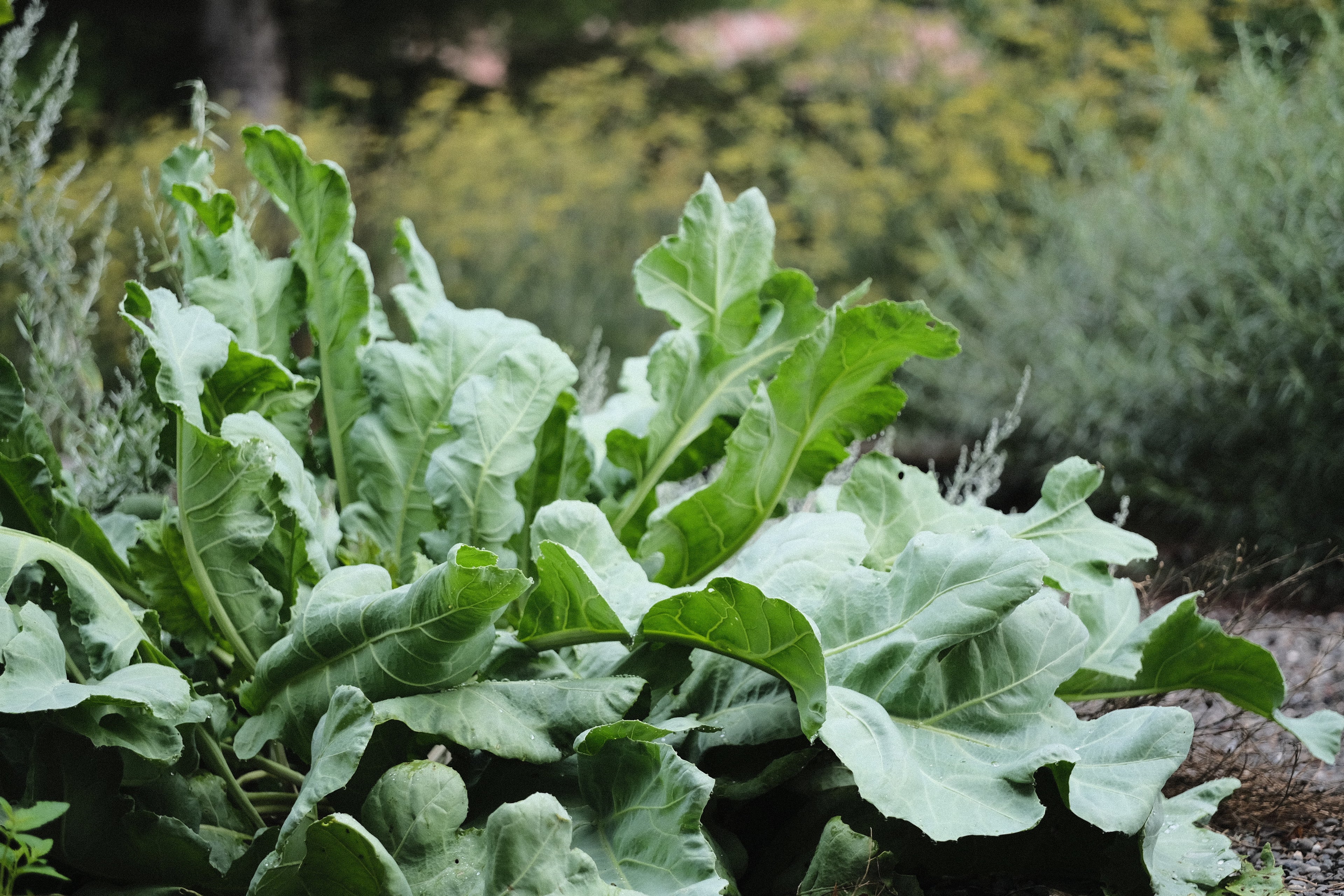 Edimental Plants