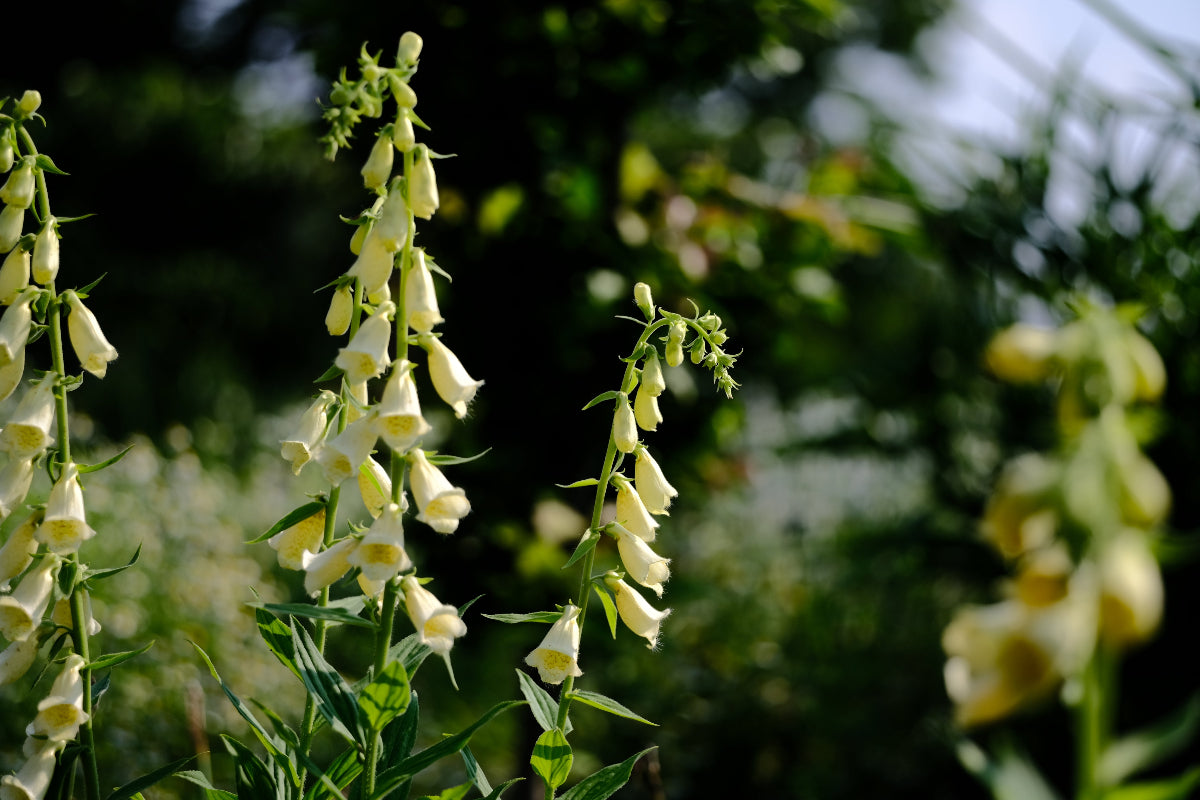 Plant Family: Plantaginaceae