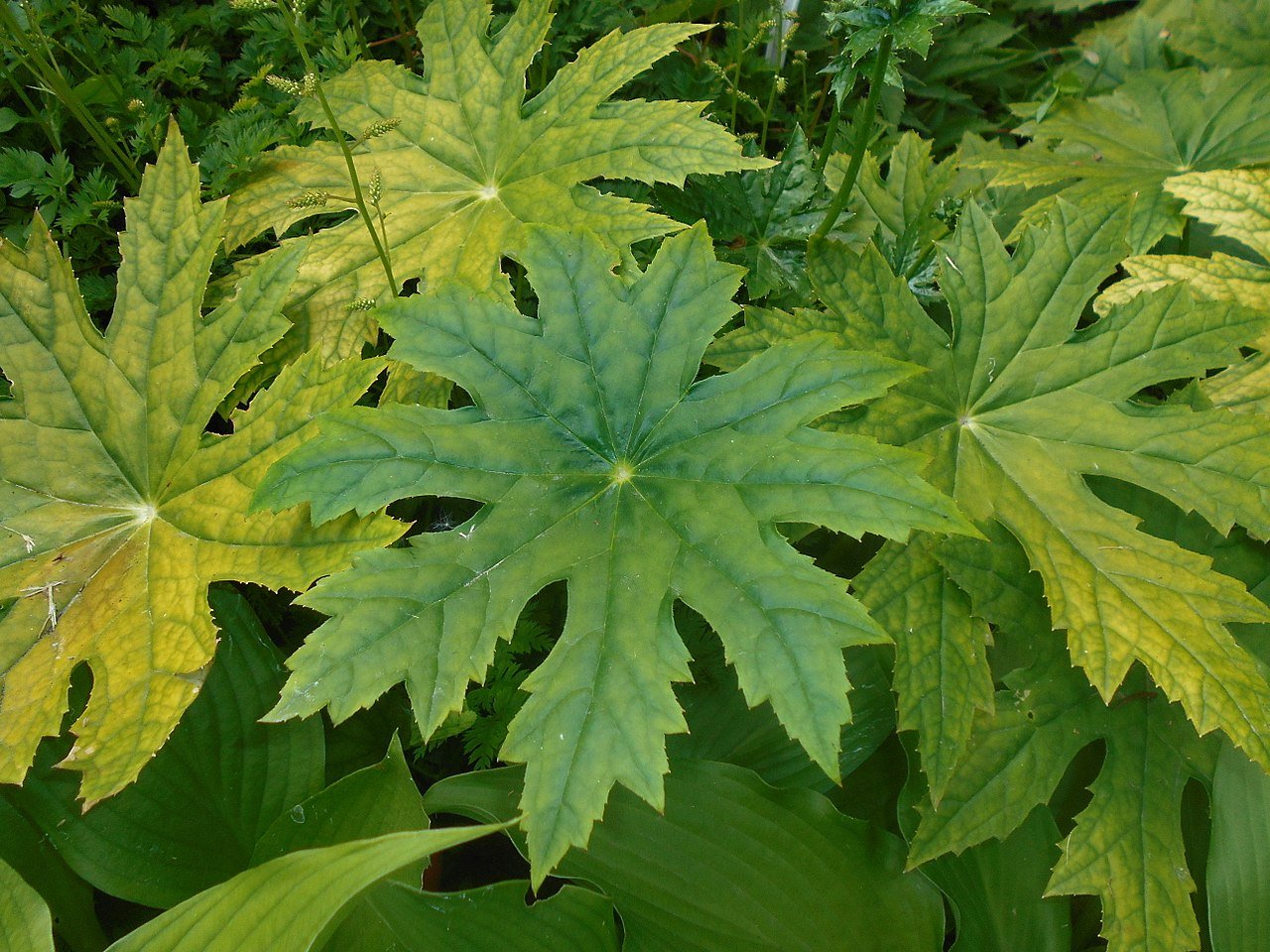 Plant Family: Saxifragaceae