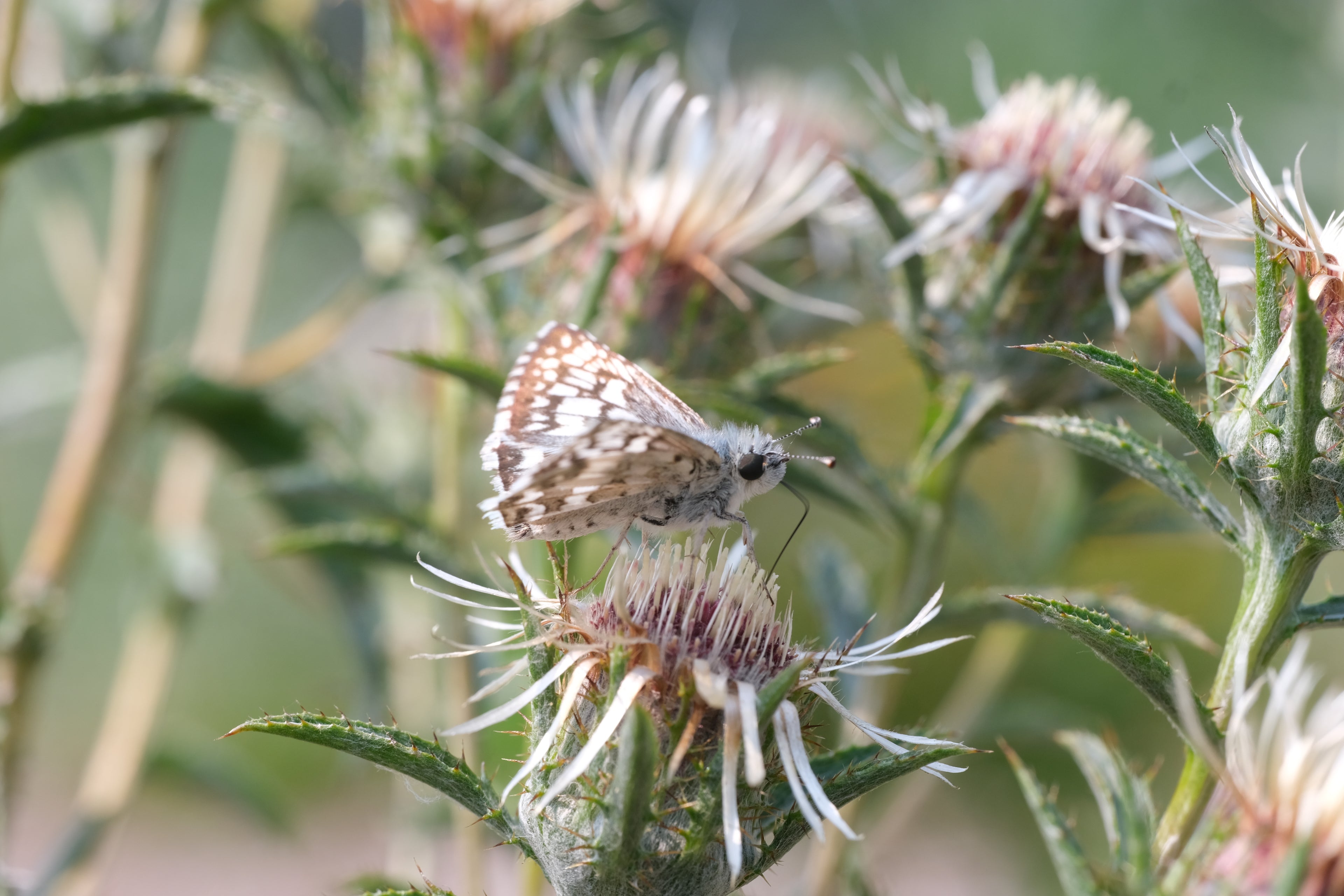 Certain plants attract more pollinators than others. It's best to look for plants that are native to your unique area.