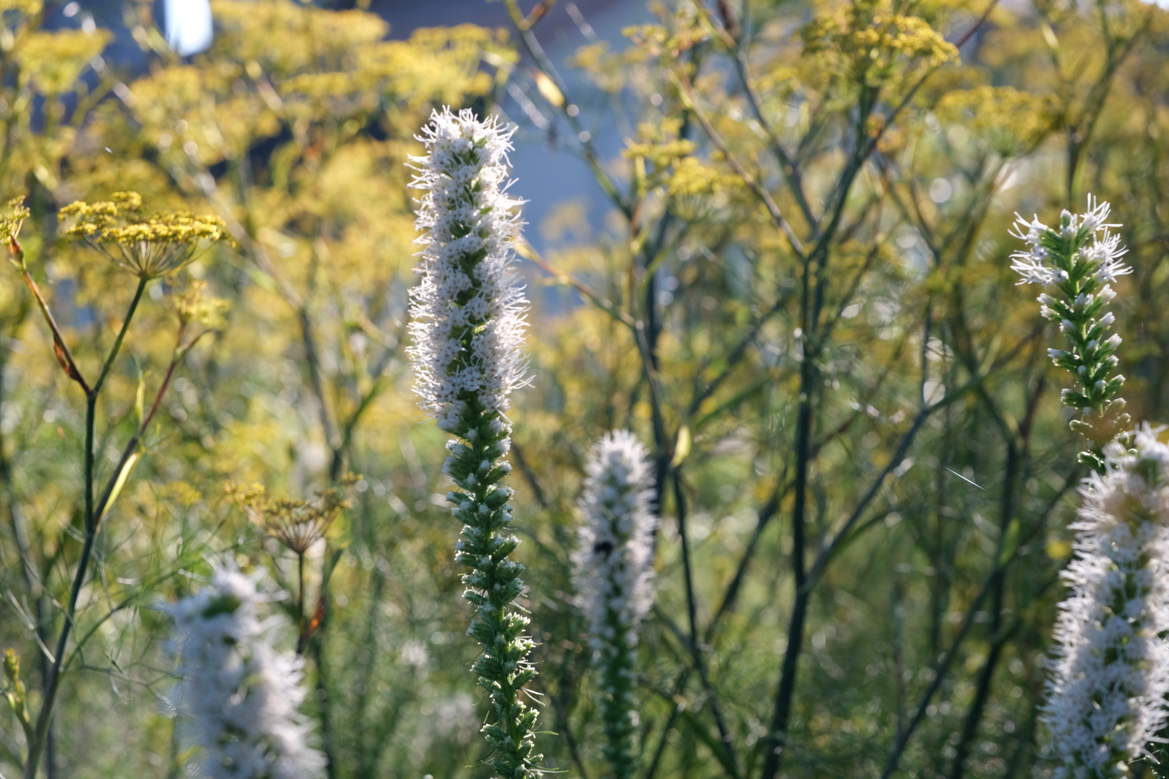 Blazing Star