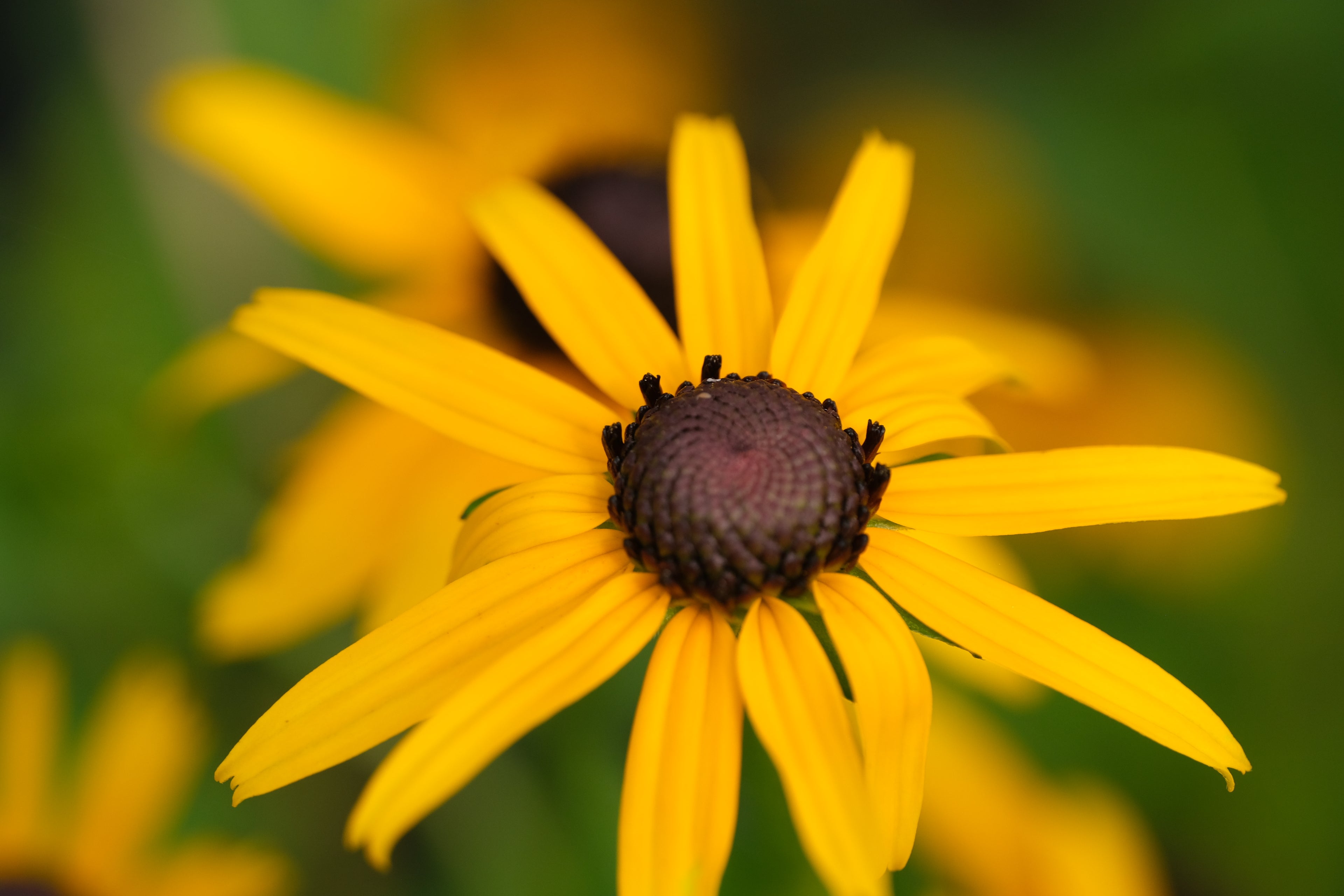 Black or Brown-eyed Susans