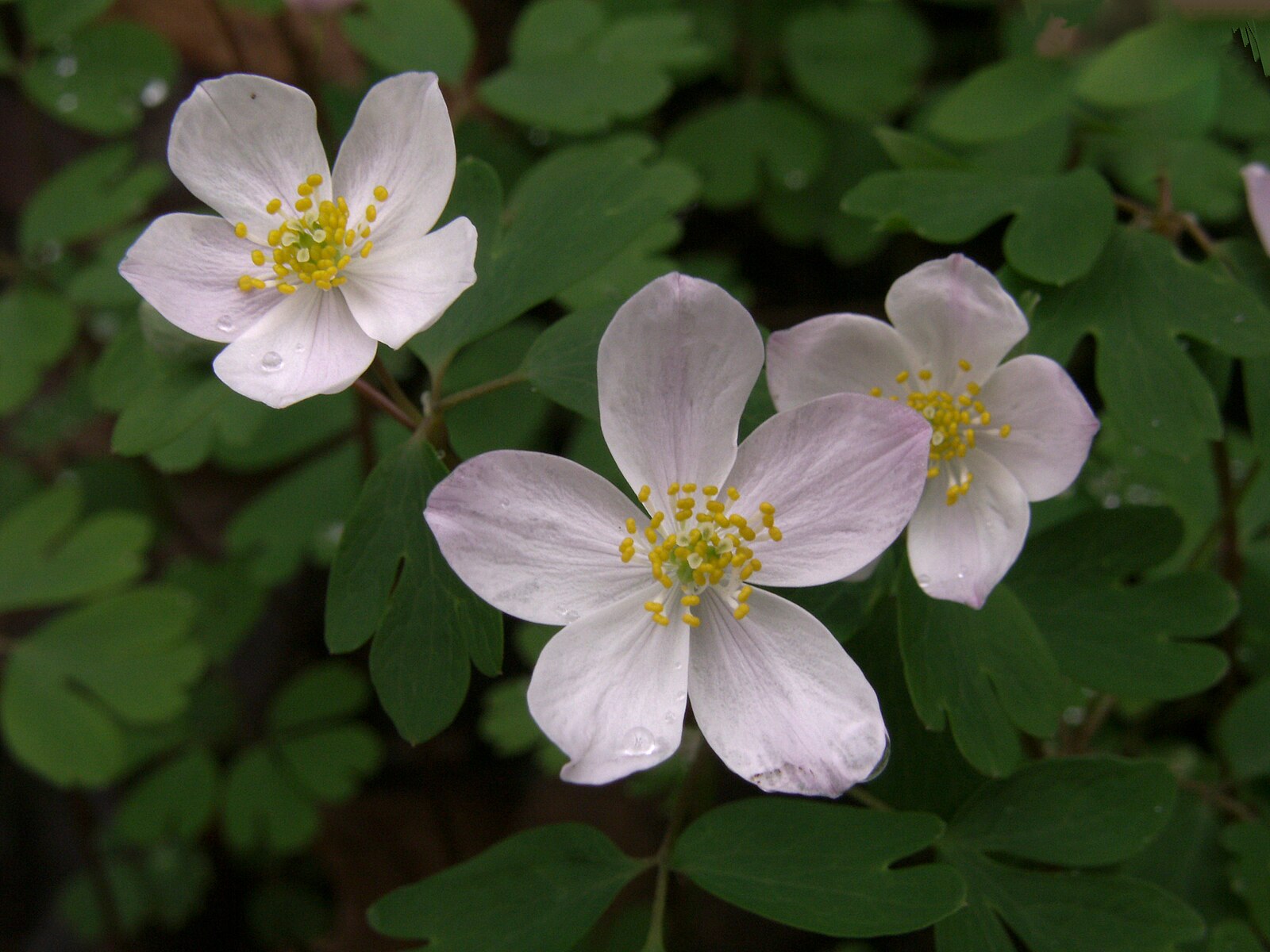 Windflower