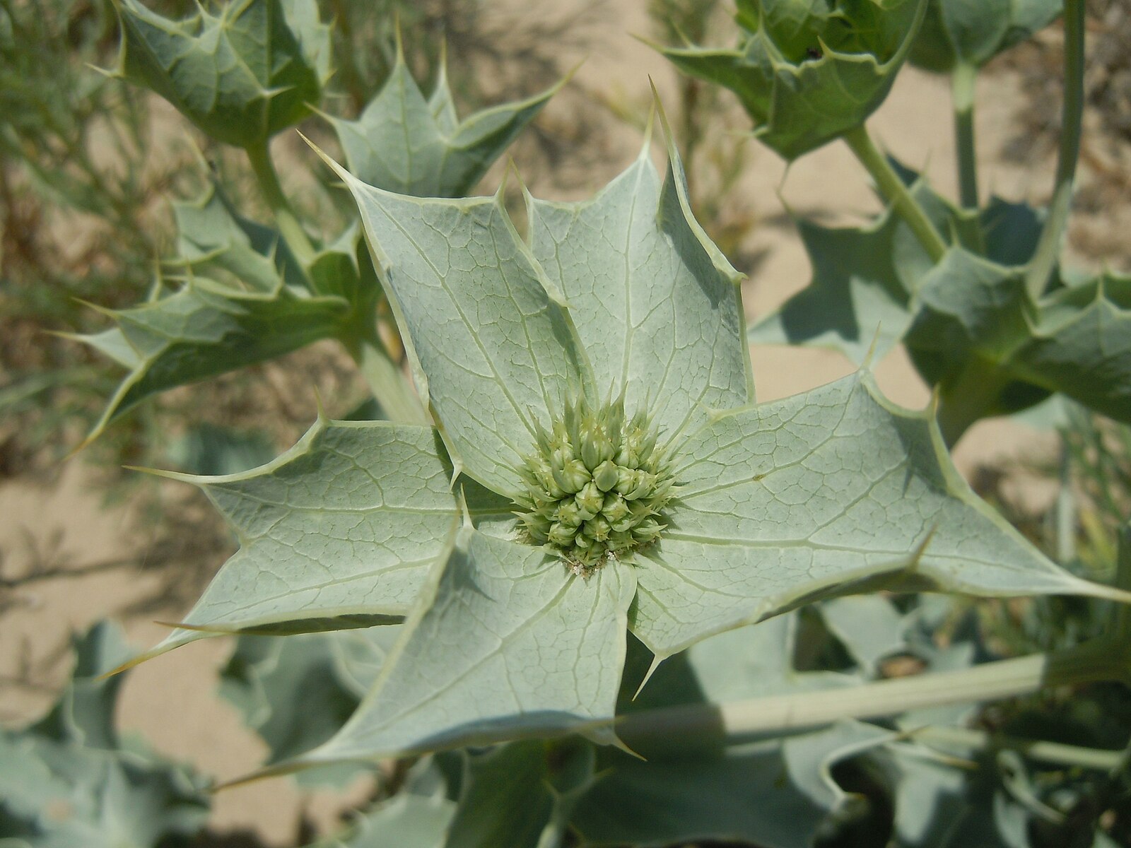 Salt Tolerant Plants