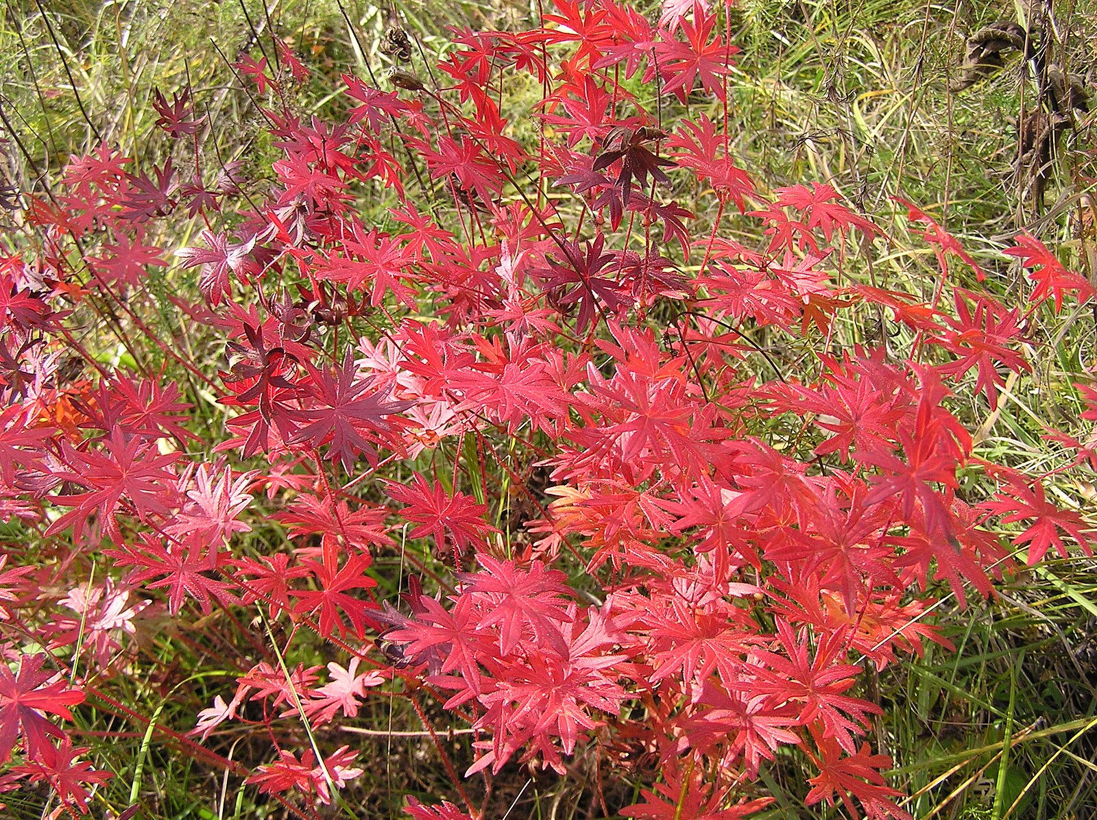 Fall Foliage Plants