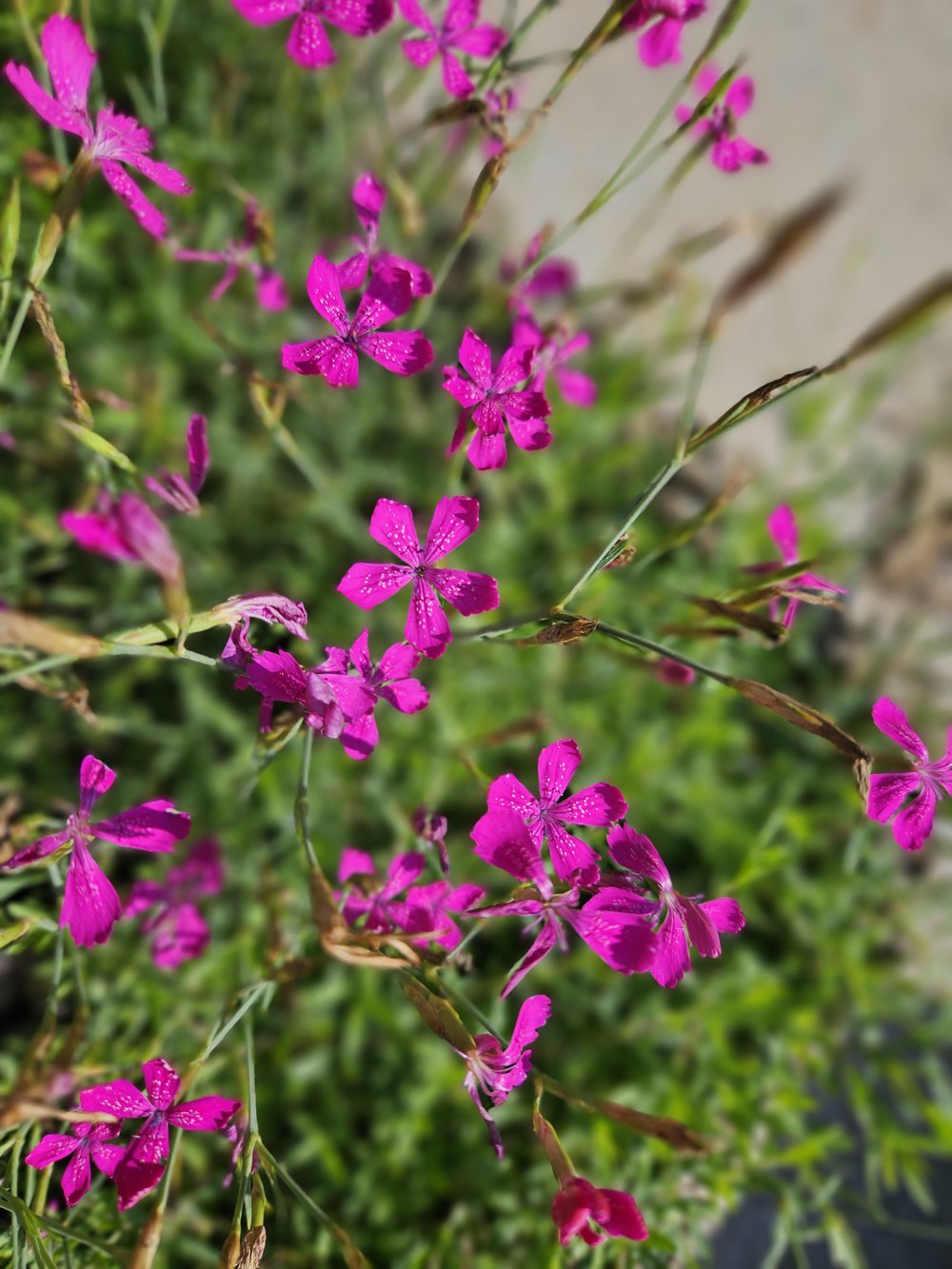 Dianthus deltoides (Maiden pink) in trough at The Old Dairy Nursery