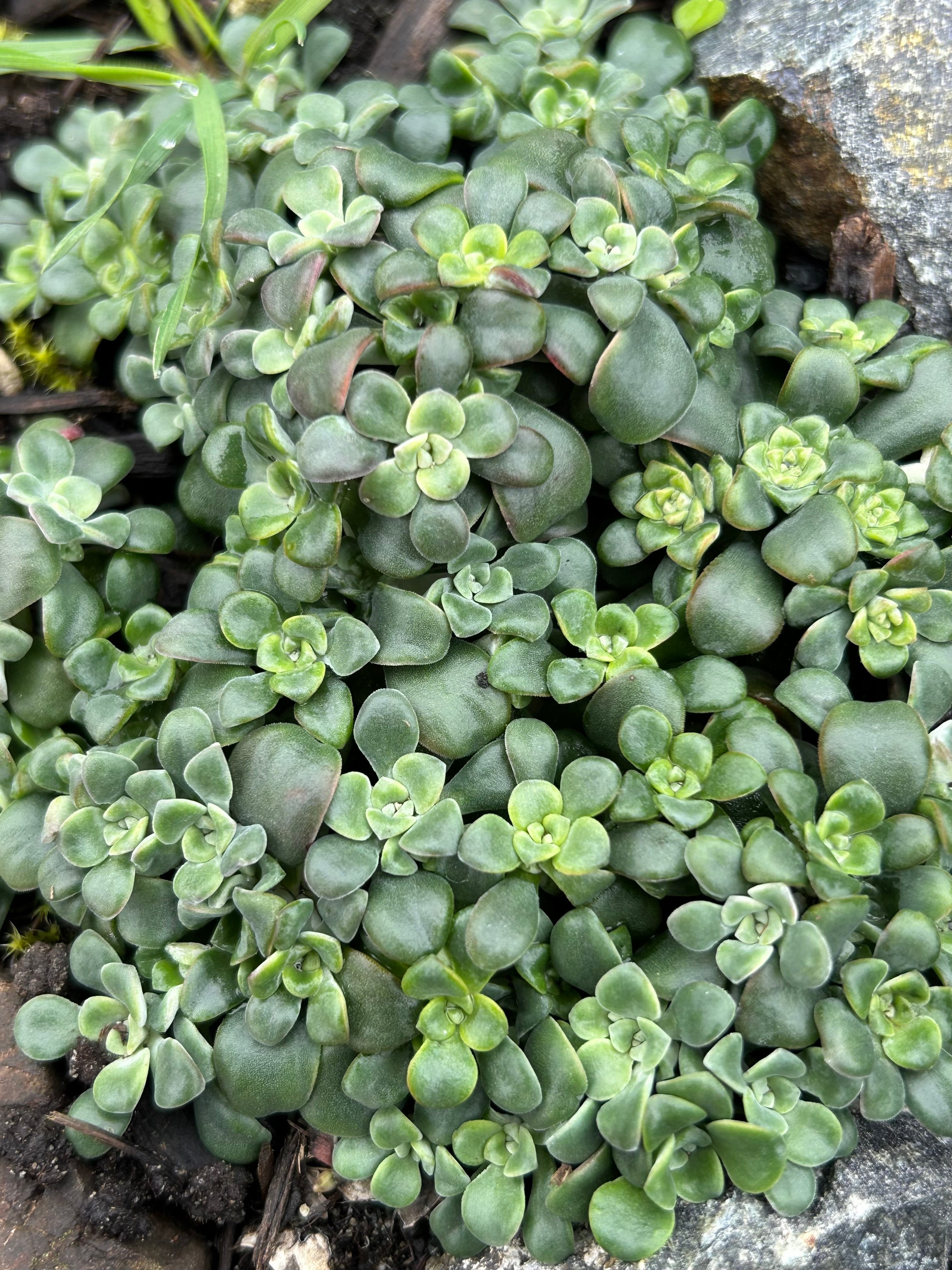 Broadleaf stonecrop (Sedum spathulifolium) Broadwaymoon22, CC BY-SA 4.0, via Wikimedia Commons