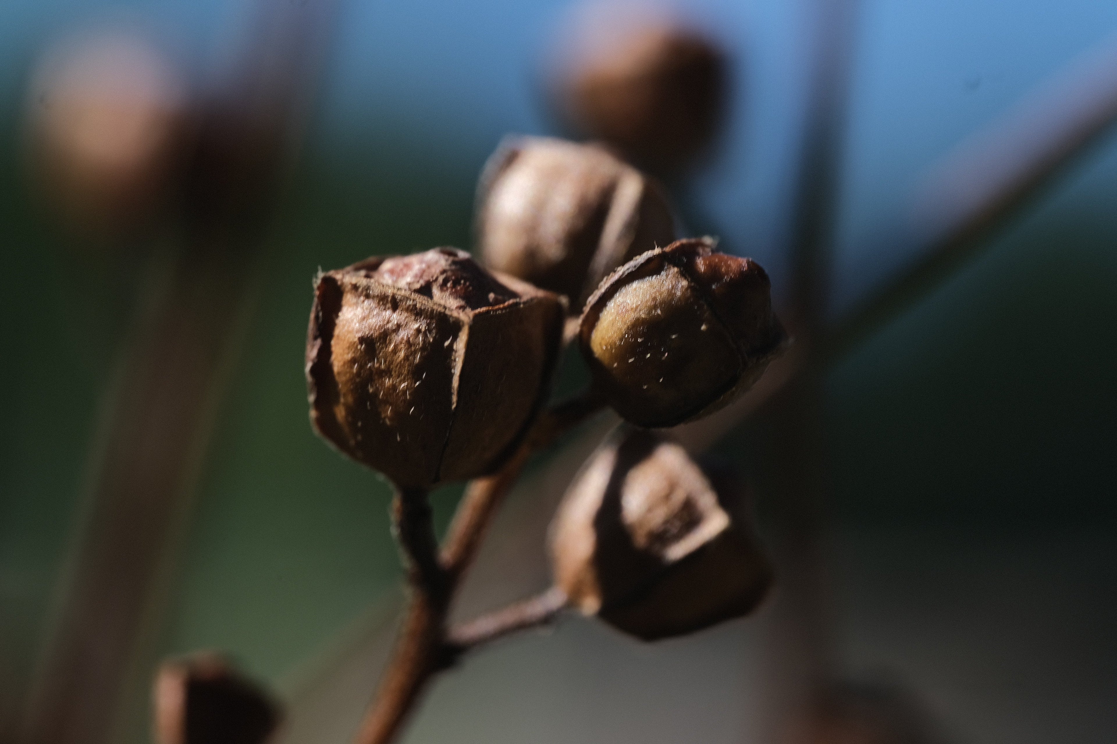 Open Pollinated Perennial Seed