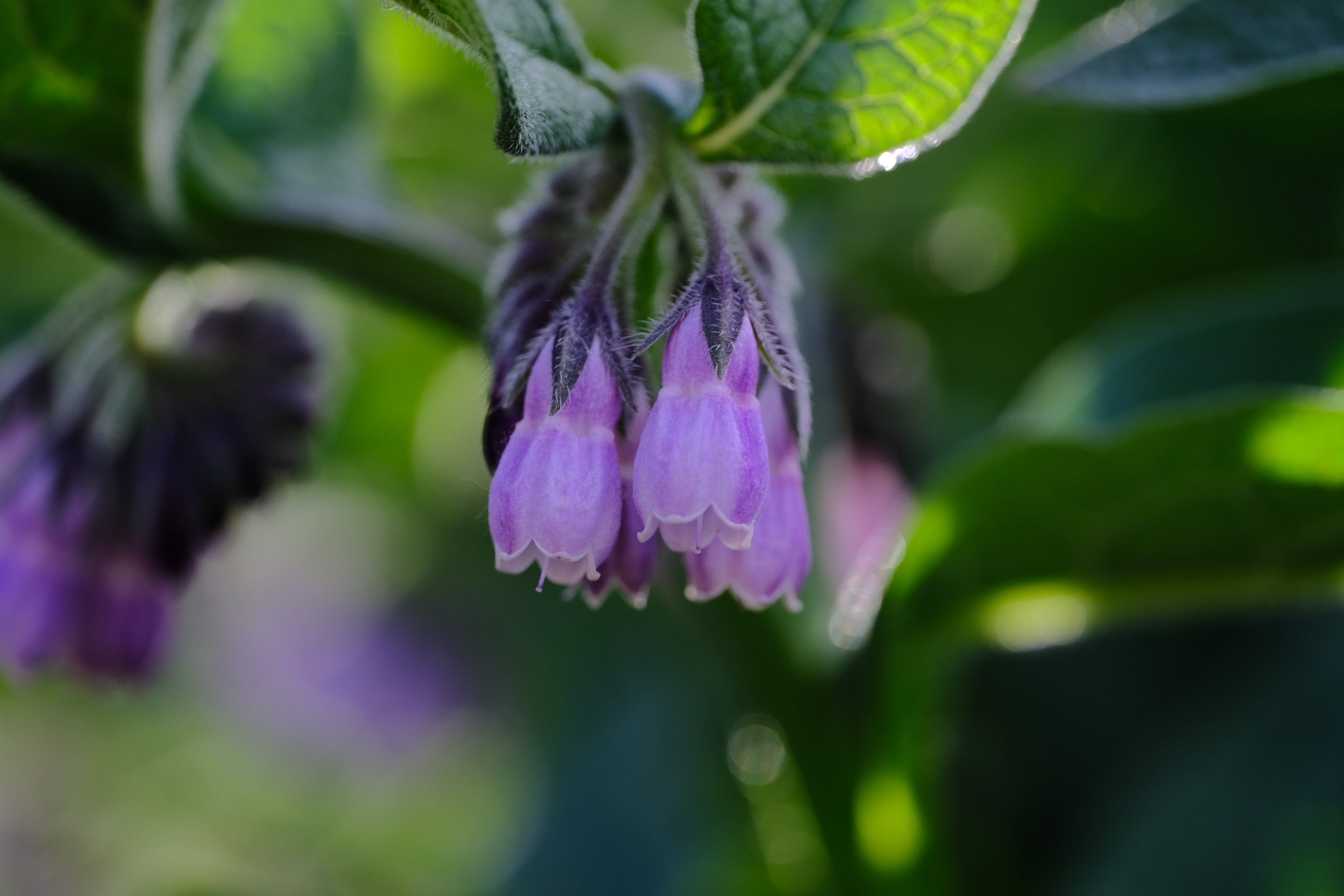 Violet Blooms