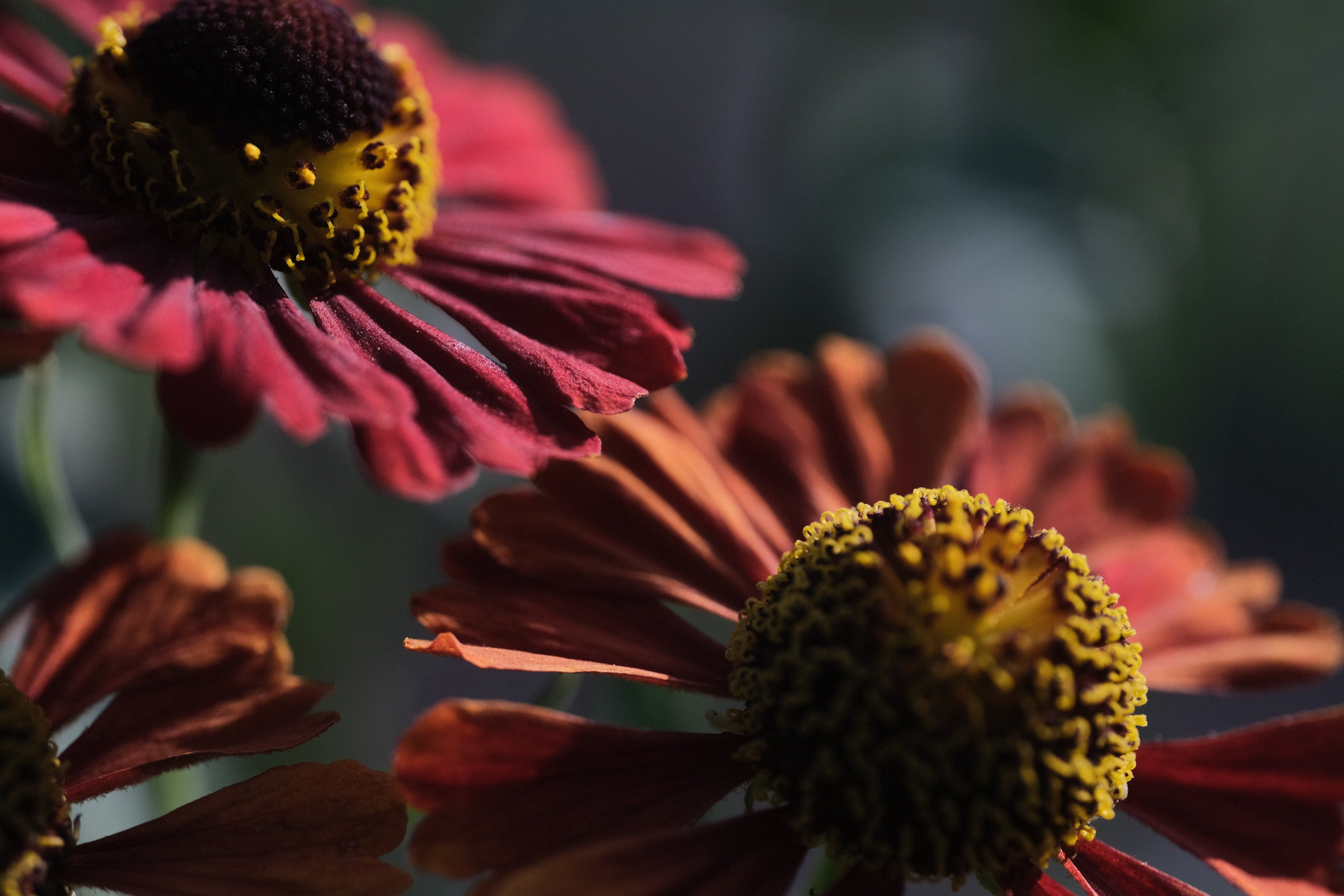 Red Blooms
