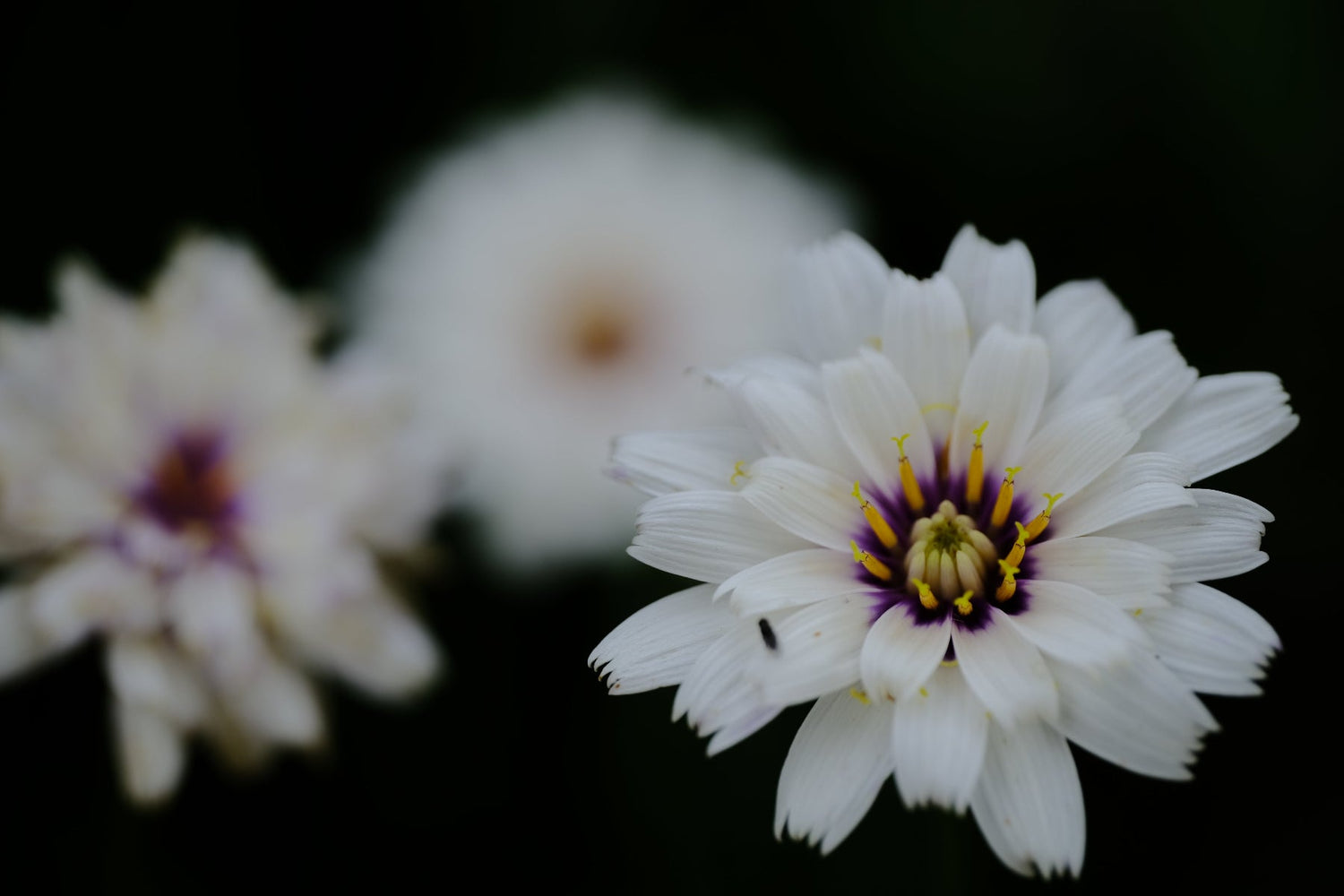 White Blooms