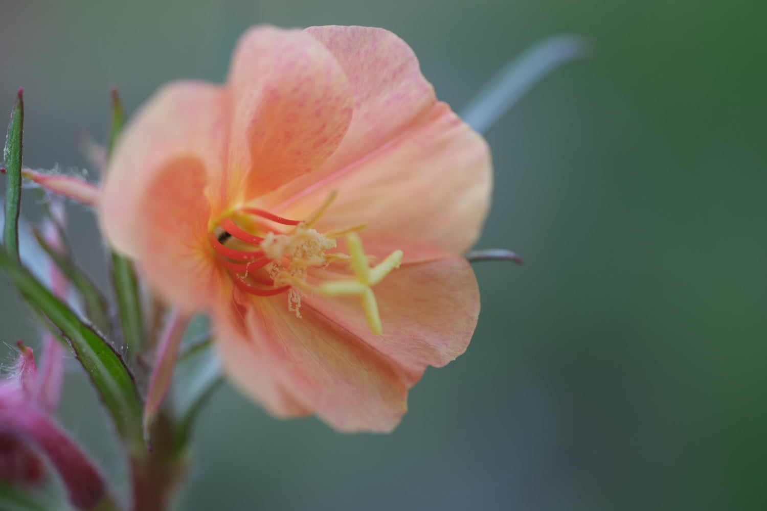 Orange Blooms