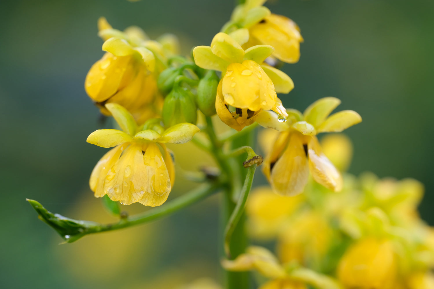 Yellow Blooms