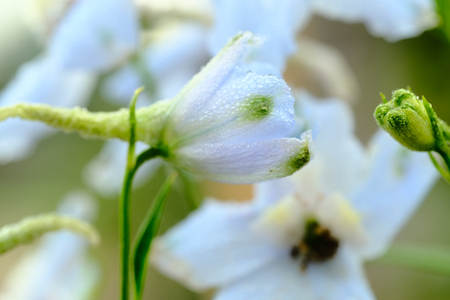 Blue Blooms