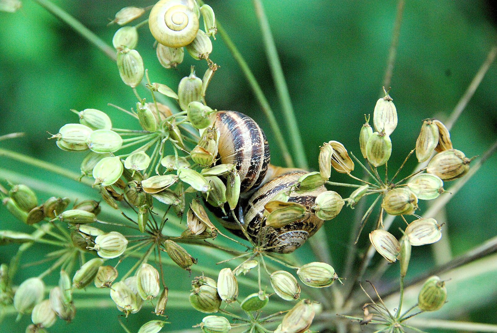 snails on plants