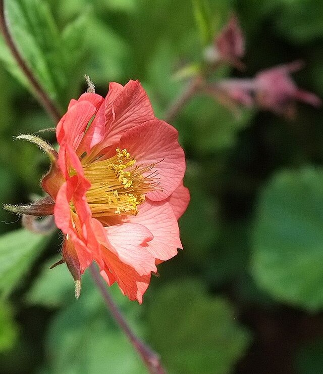 Avens