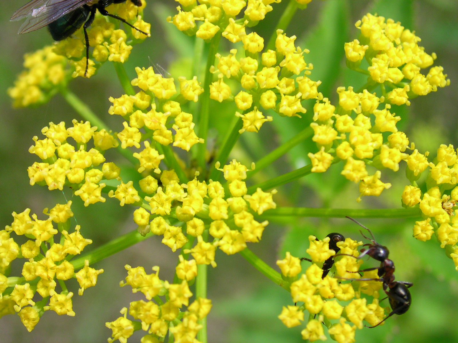 Alexanders