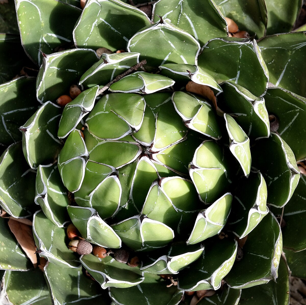 Agave