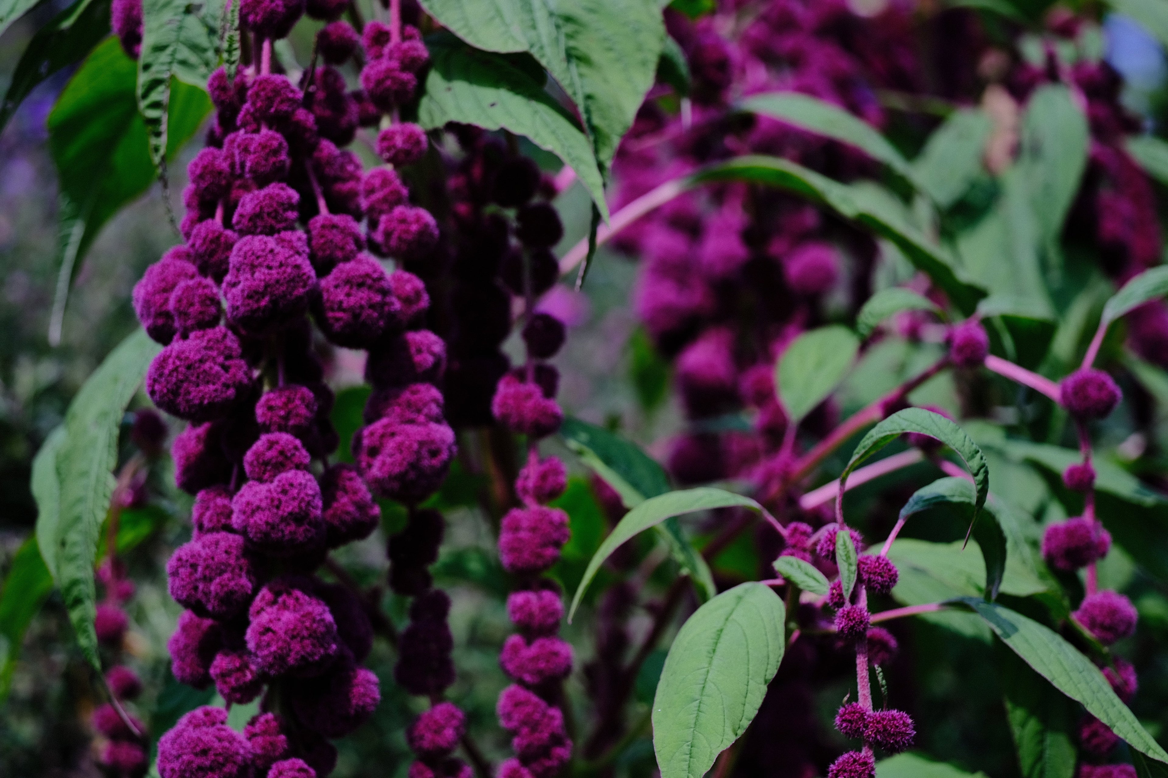 Archived Plants