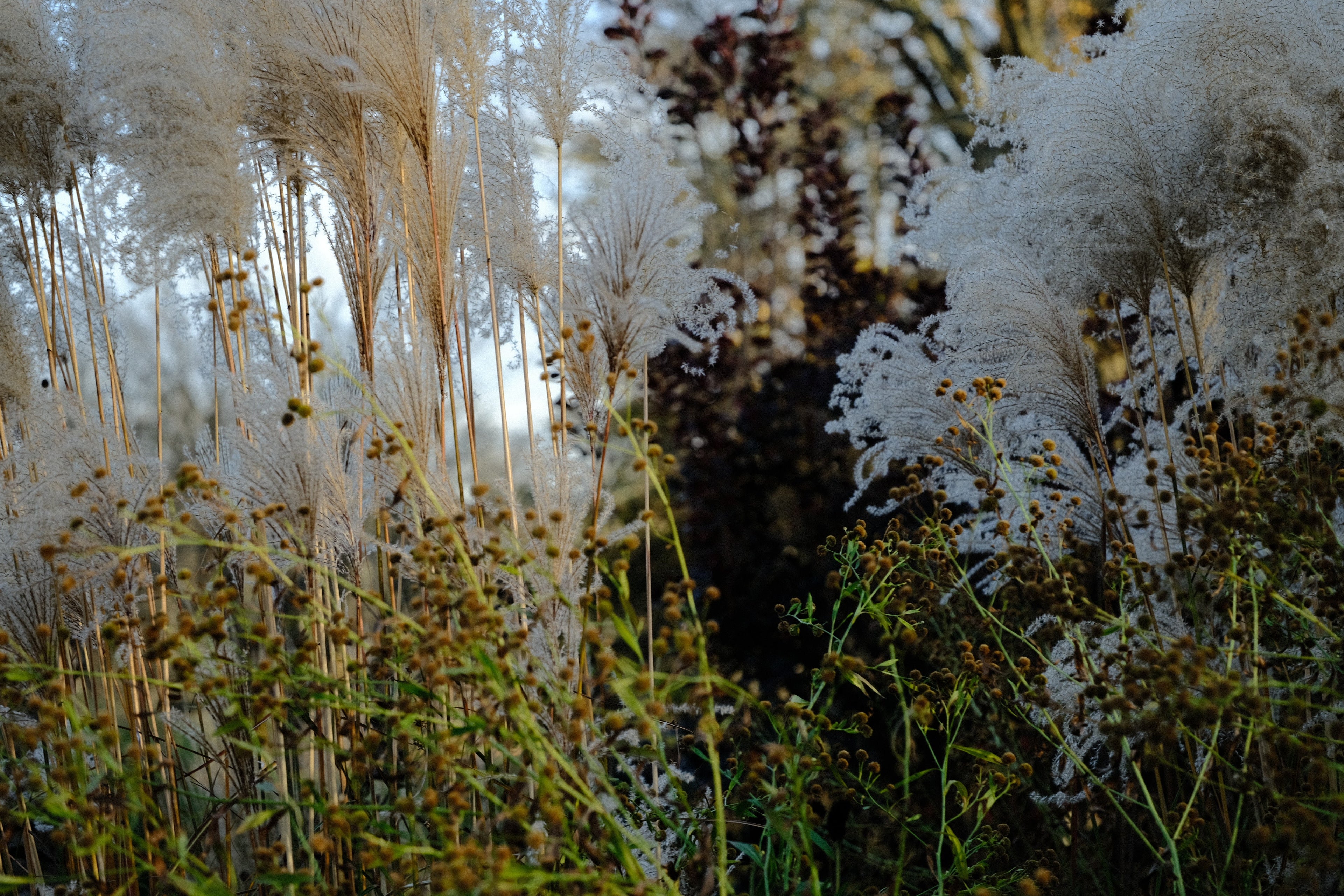 Ornamental grass in fall border at The Old Dairy Nursery