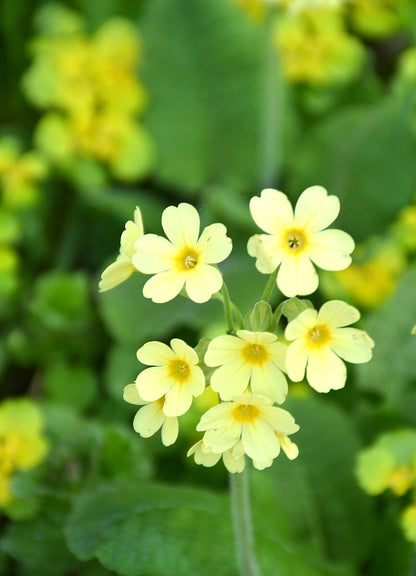 Primula elatior (oxlip) blooms