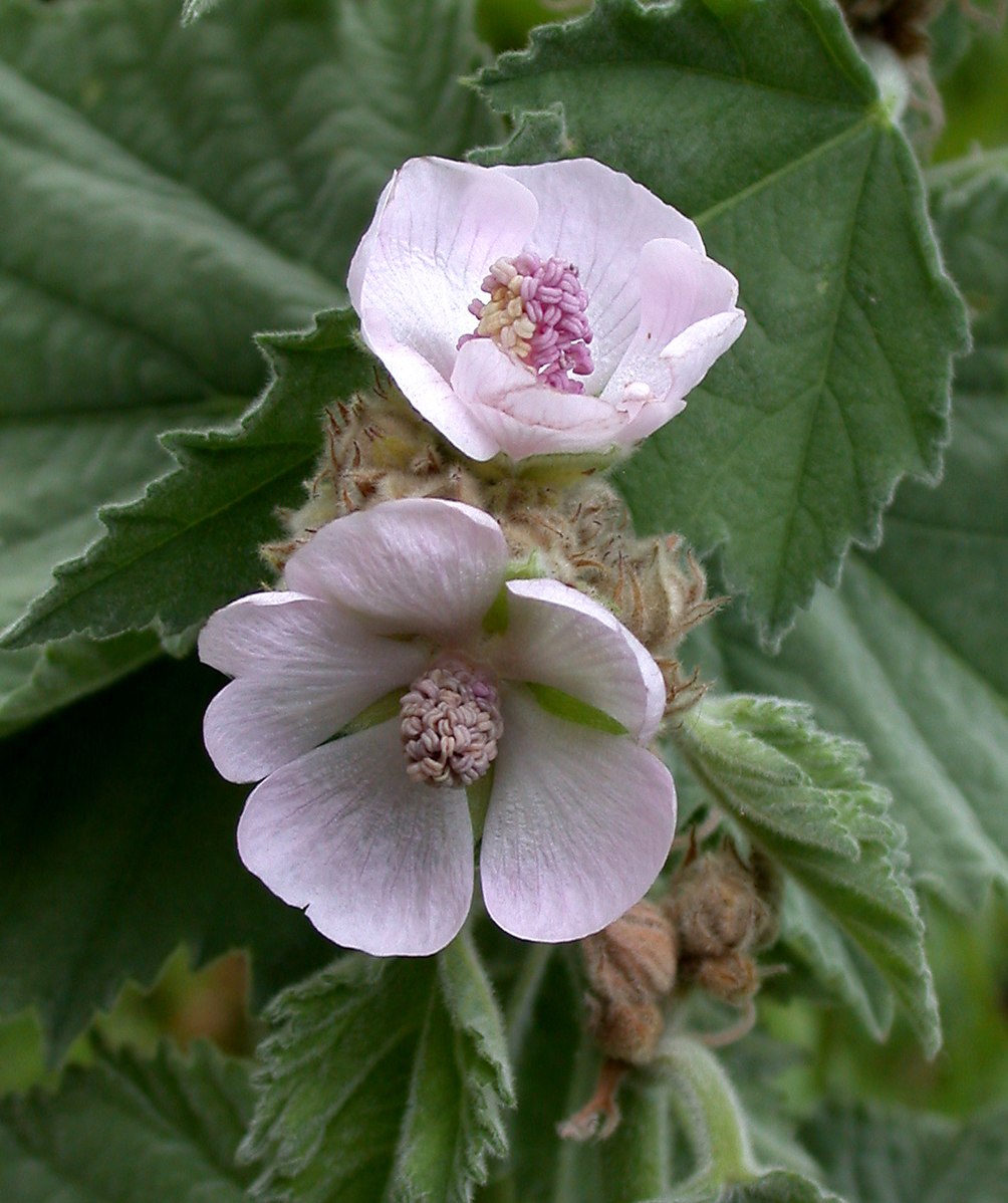 Marsh mallow (Althaea officinalis) in bloom