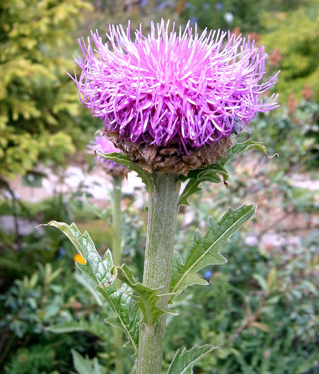 Leuzea carthamoides (Maral root) magenta flower