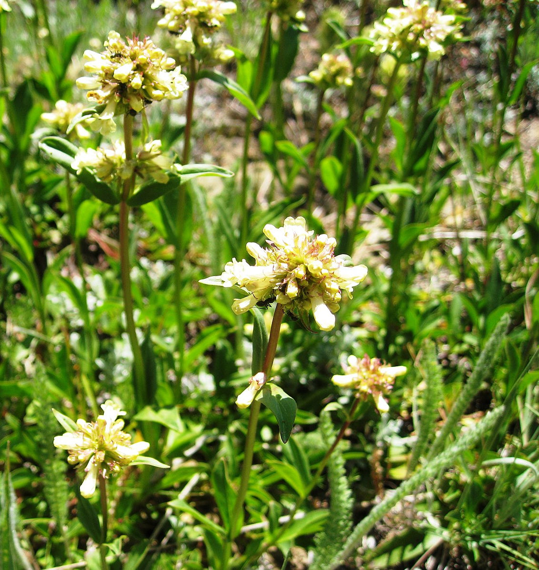 Yellow flowers of Penstemon confertus  (yellow beardtongue) with green leaves in a natural setting