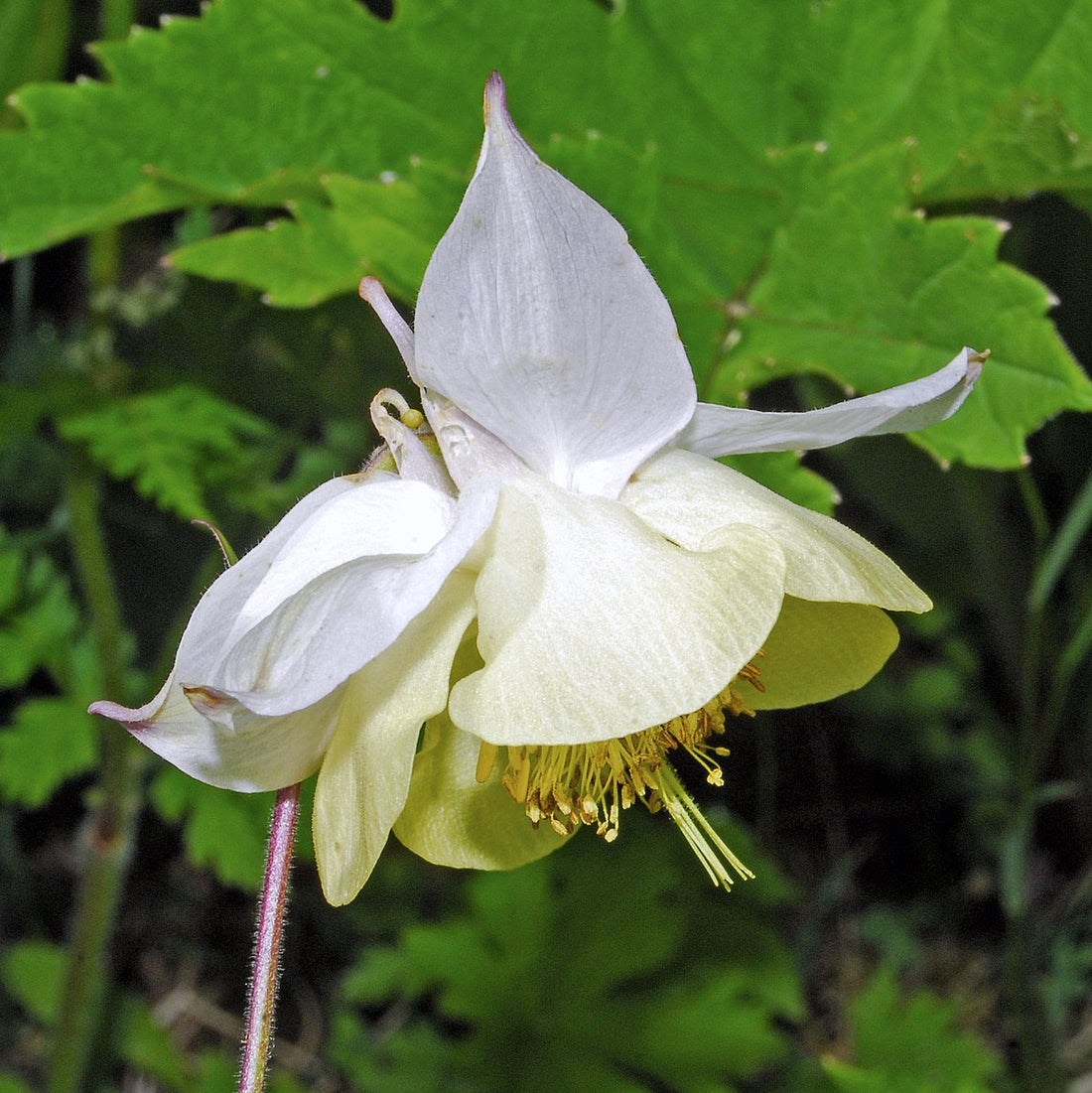 Close-up of a white and yellow of Aquiegia fragrans flower with green leaves in the background