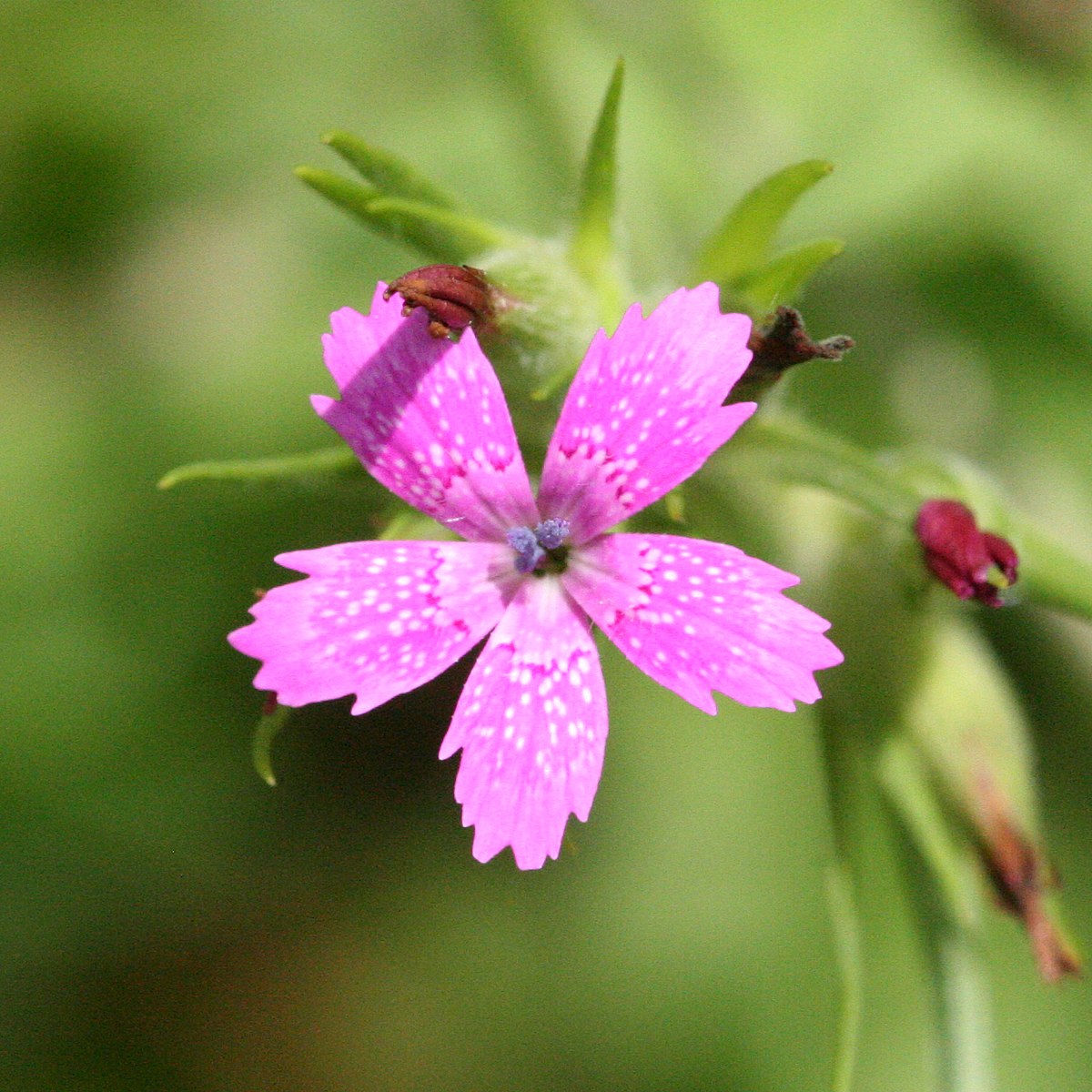 Close-up of a pink Dianthus armeria, commonly known as grass pink, flower with a blurred green background