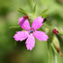 Close-up of a pink Dianthus armeria, commonly known as grass pink, flower with a blurred green background