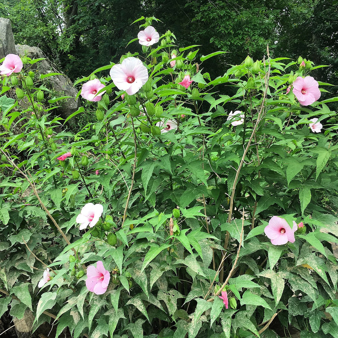 pink Hibiscus flowers