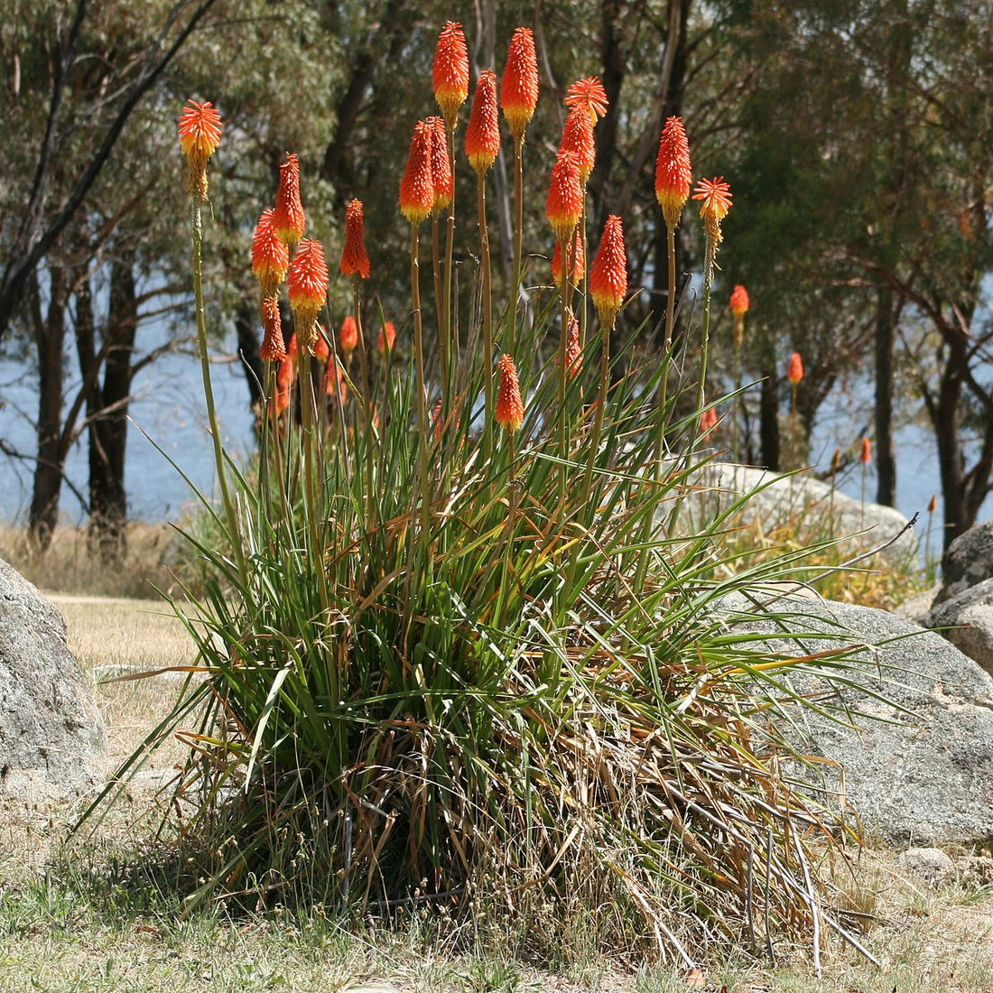 Kniphofia uvaria &