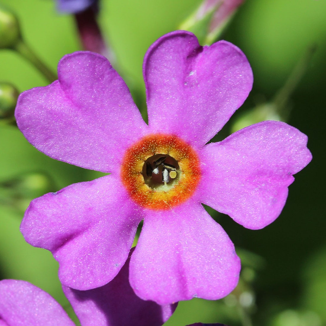 Primula japonica | candelabra primrose