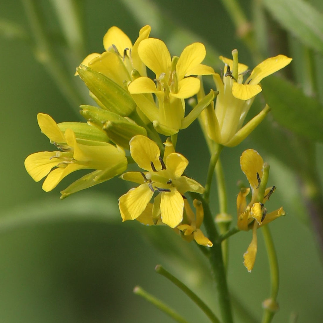 Sisymbrium luteum