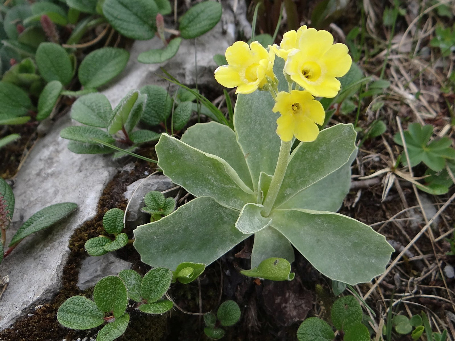 Primula auricula (bear&