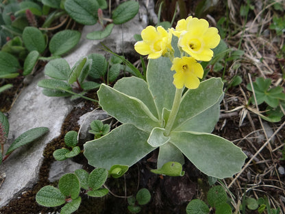 Primula auricula (bear&