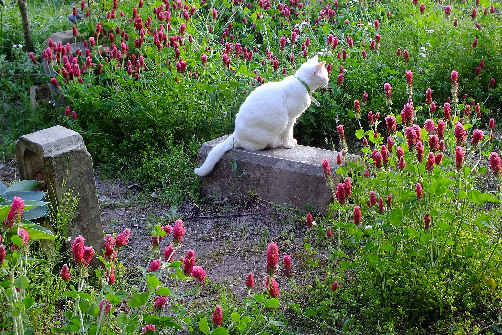 Cat in clover garden