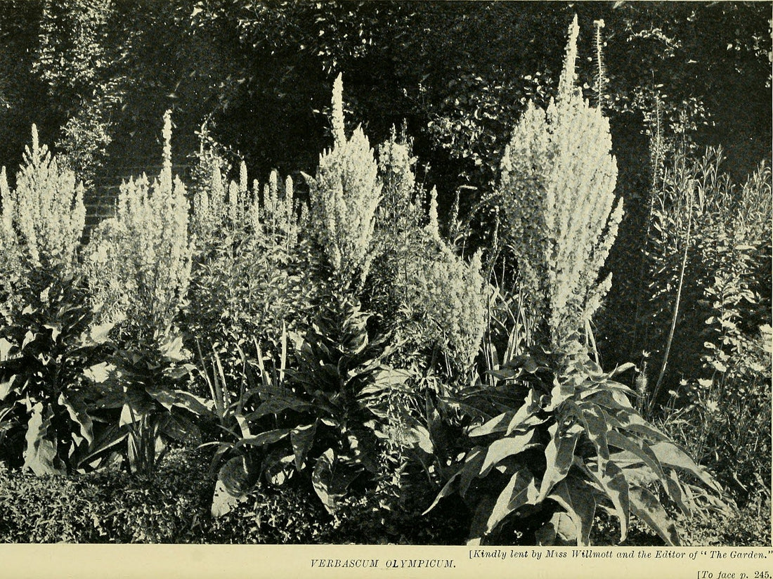 Verbascum 