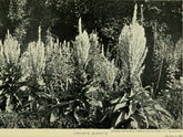 Verbascum
