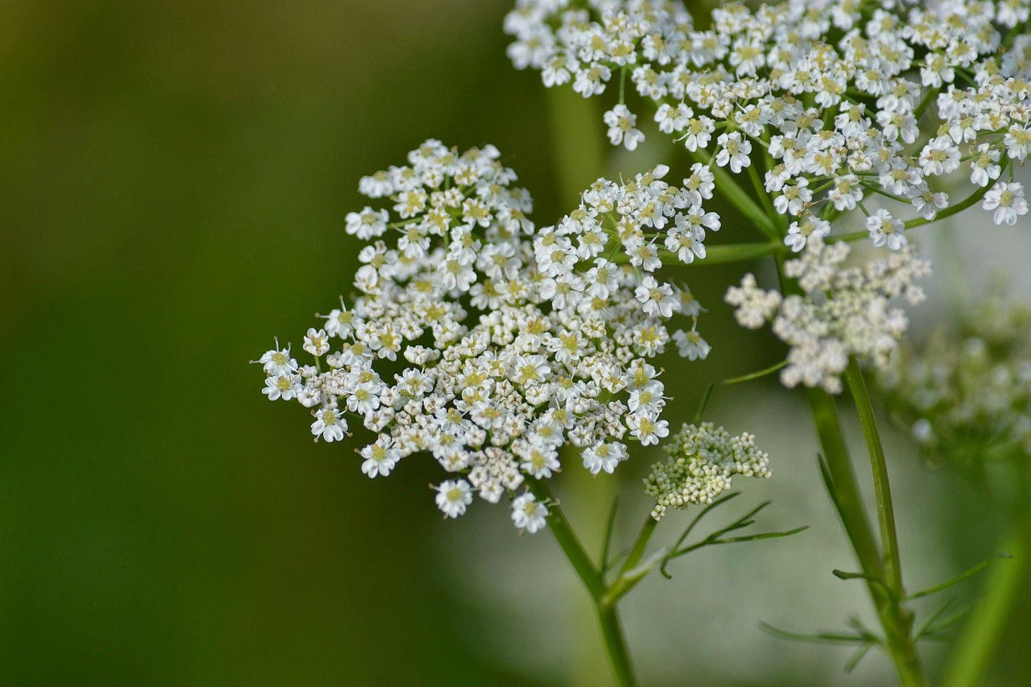 Carum carvi (caraway) flowers