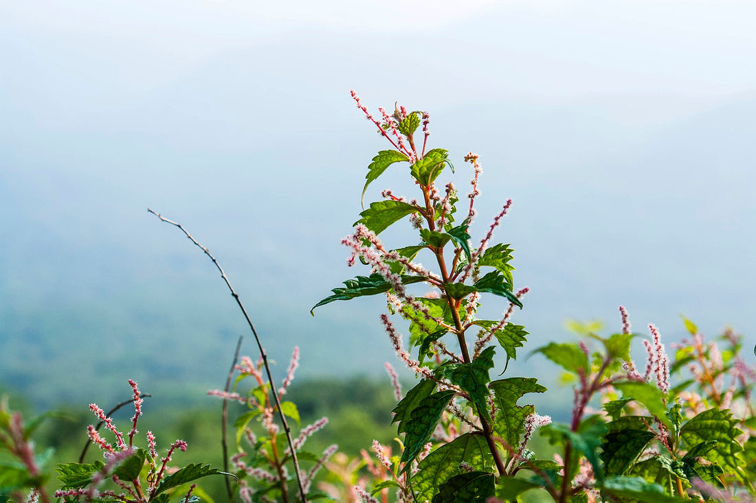 Boehmeria platanifolia | Sycamore-leaf false nettle