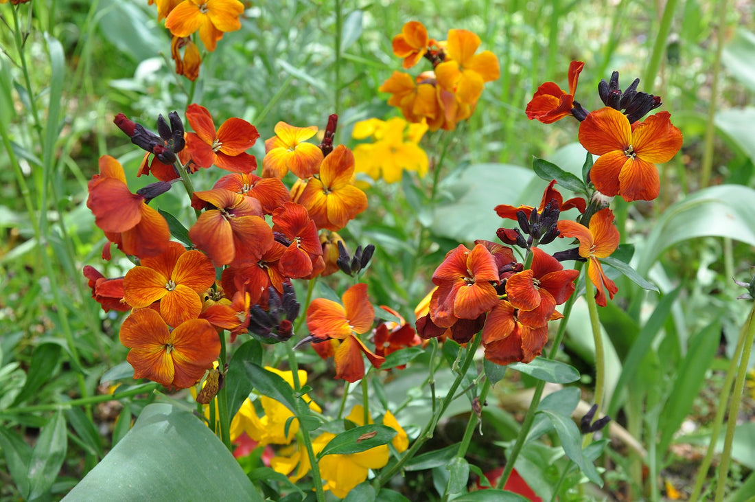 Erysimum cheiri &