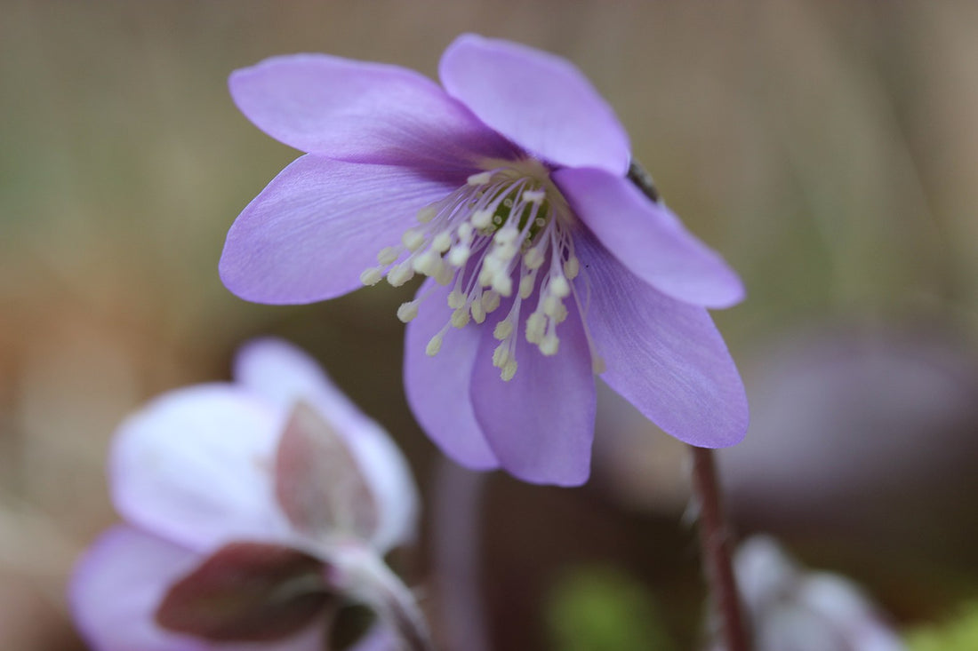 Common hepatica flower