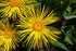 Inula magnifica (magnificent elecampane) blooms