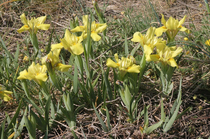 Yellow flowers and green foliage of Iris humilis (low iris) growing in a natural, dry landscape