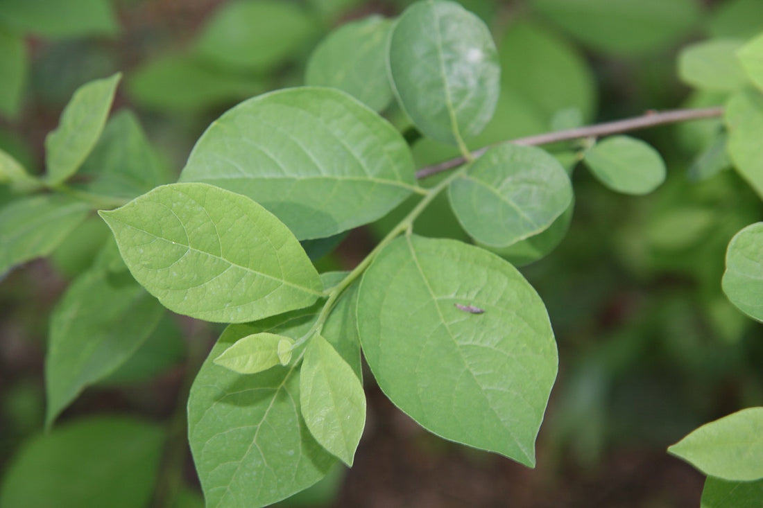 Lindera benzoin foliage