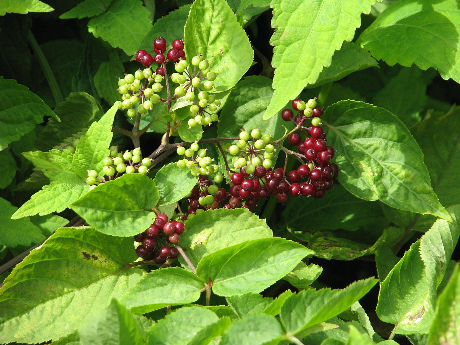 A photo showing red and green berries of Aralia racemosa, commonly known as American spikenard, with bright green leaves.