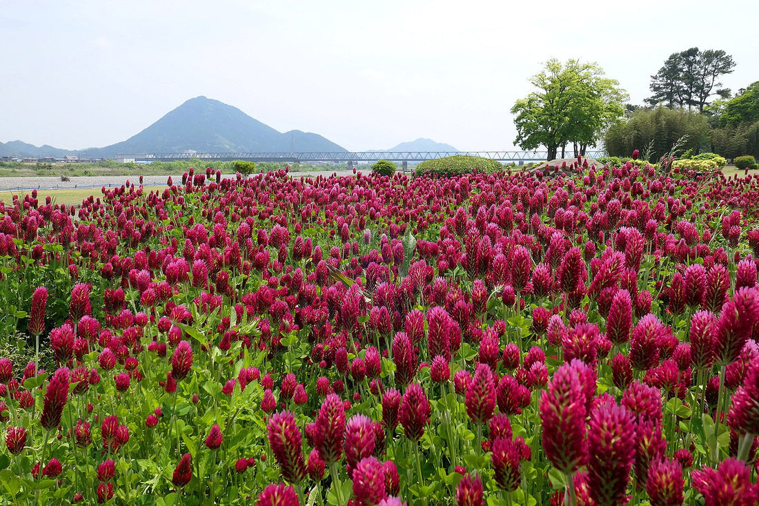 Field of crimson clover in bloom